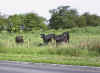 Cows on Daws Hill