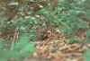 Black Forest chipmunk