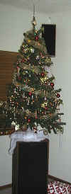 1st Colorado Christmas Tree